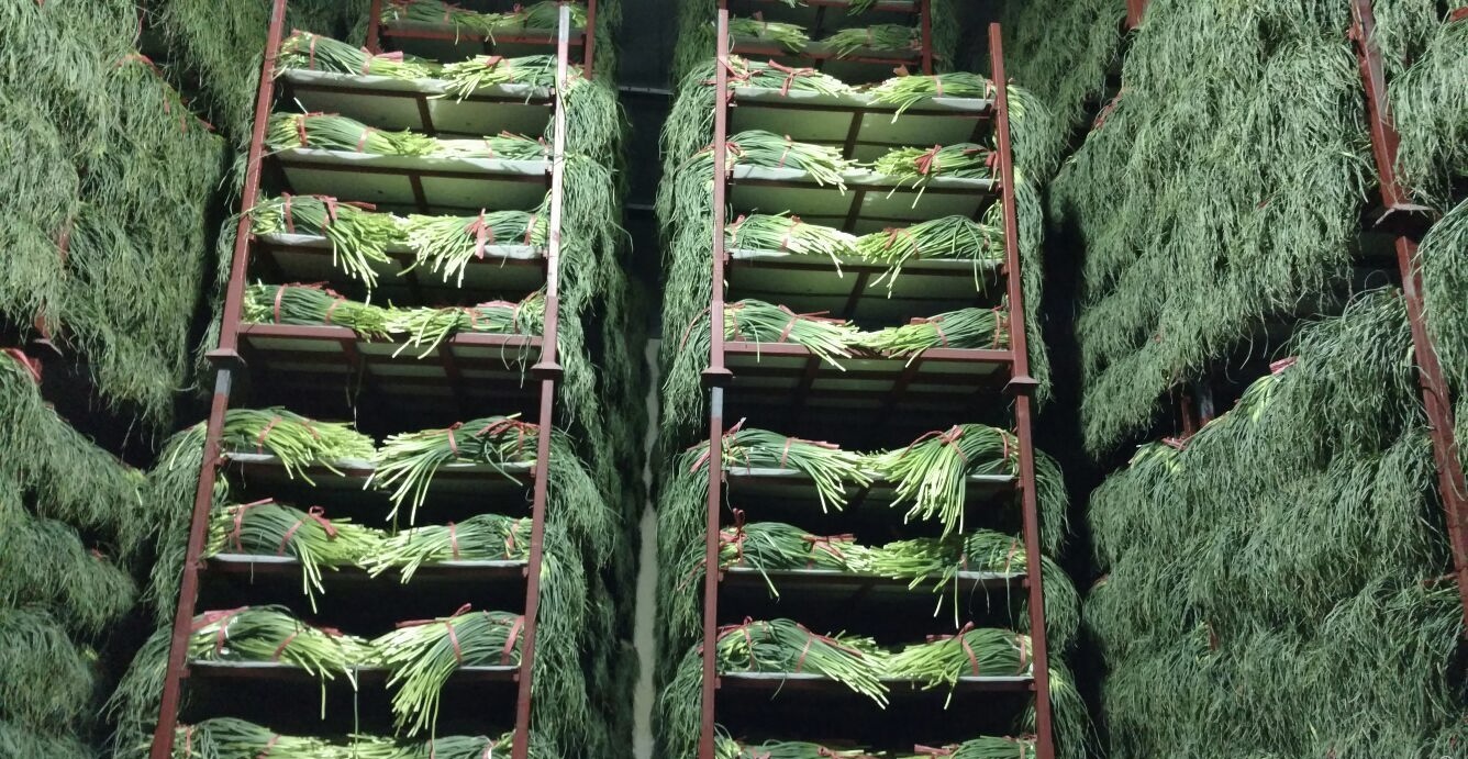 蒜苔在冷庫中的儲(chǔ)存方法