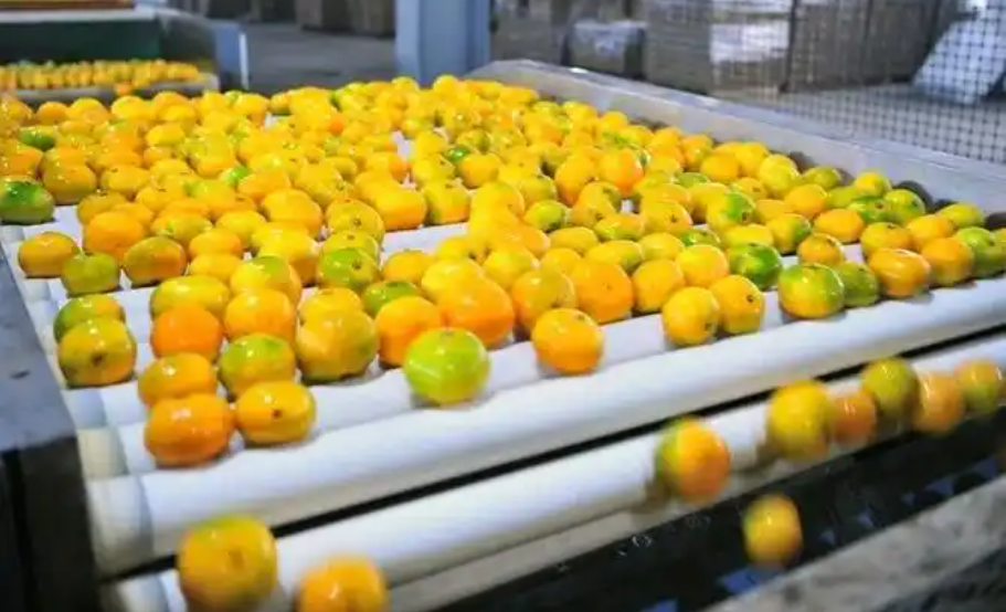 橘子保鮮冷庫儲存的方法