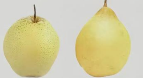 梨類存儲(chǔ)條件指南（雪梨、鴨梨）——不同品種溫濕度差異及實(shí)操方案